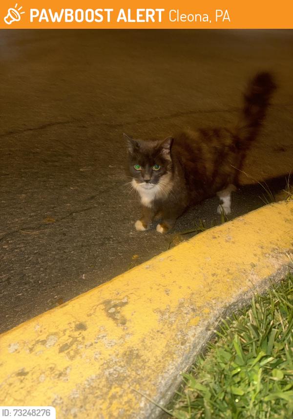 Found/Stray Unknown Cat last seen S Harris St, Cleona, PA 17042