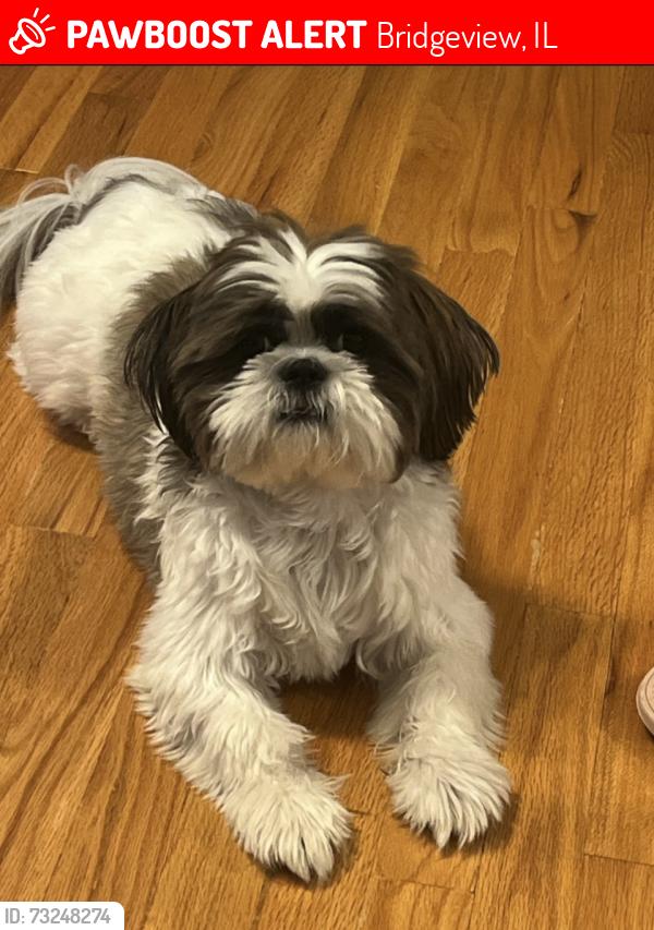Lost Male Dog last seen 77th and Harlem, Bridgeview, IL 60455