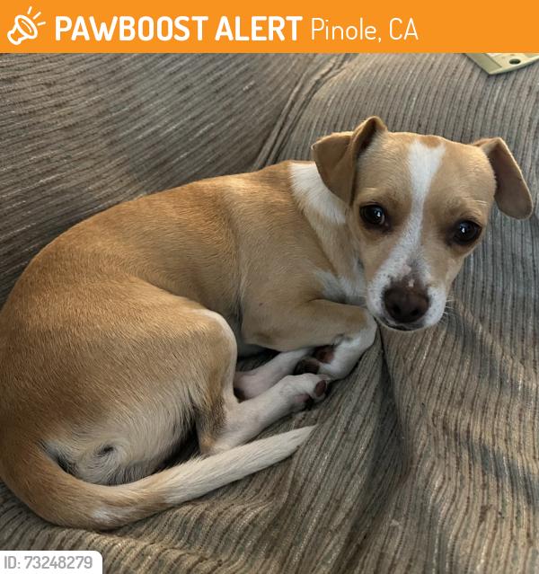 Found/Stray Female Dog last seen Nob hill Ave, Pinole, CA 94564