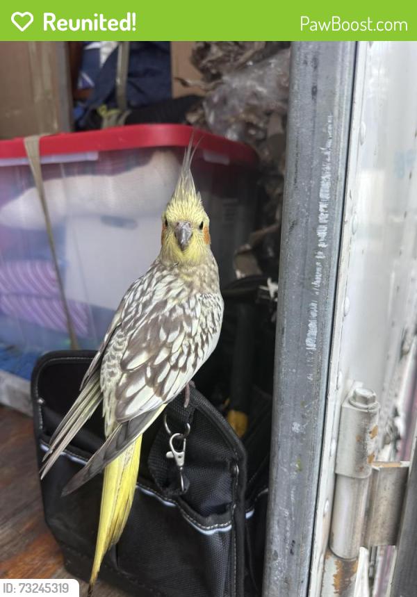 Reunited Unknown Bird last seen Truck stop 595, Davie, FL 33328