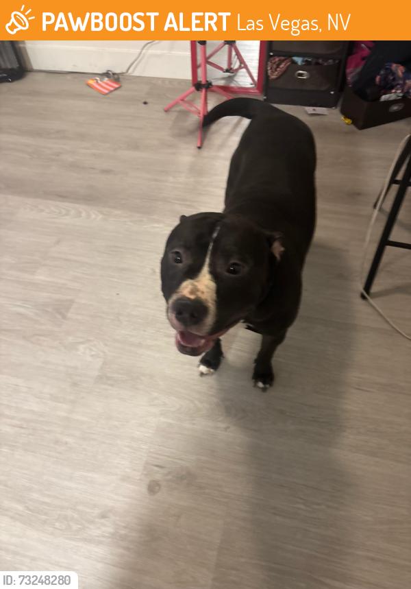 Found/Stray Male Dog last seen Near sphinx way, Las Vegas, NV 89115