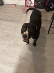 Found/Stray Male Dog last seen Near sphinx way, Las Vegas, NV 89115