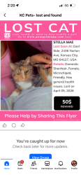 Lost Female Cat last seen 24th and Indiana 64127 zipCode, Kansas City, MO 64127