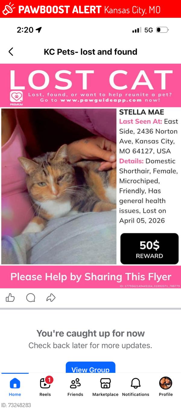 Lost Female Cat last seen 24th and Indiana 64127 zipCode, Kansas City, MO 64127