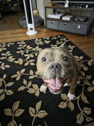Reunited Male Dog last seen near South Ave & Forrest Ave, Staten Island, NY 10303