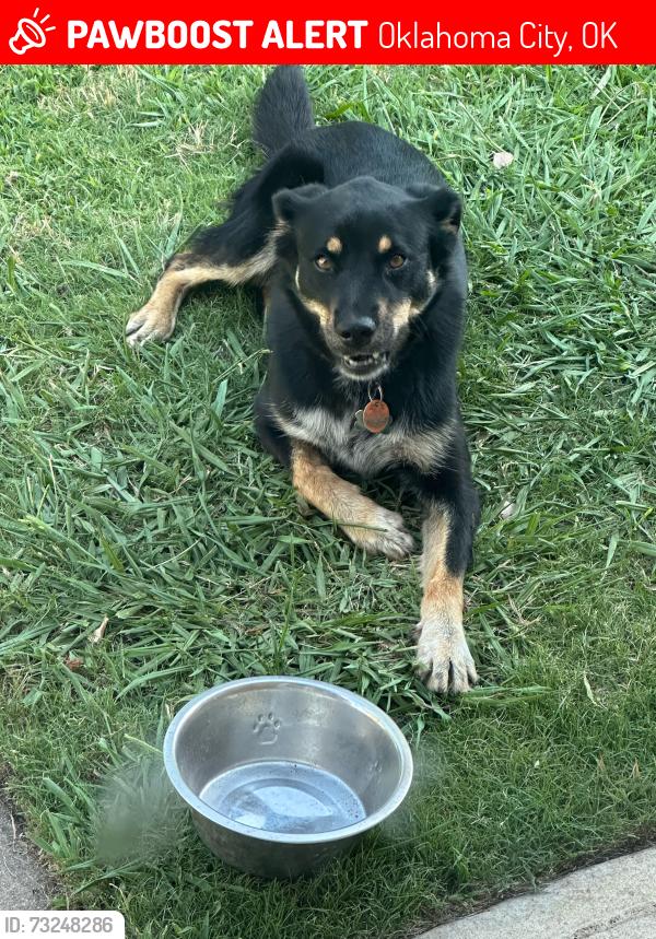 Lost Male Dog last seen S. May Ave and SW 89th st., Oklahoma City, OK 73159