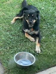 Lost Male Dog last seen S. May Ave and SW 89th st., Oklahoma City, OK 73159