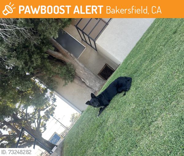 Found/Stray Female Dog last seen Columbus, Bakersfield, CA 93305