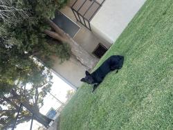 Found/Stray Female Dog last seen Columbus, Bakersfield, CA 93305