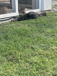 Found/Stray Unknown Cat last seen Bermuda dunes country club, Bermuda Dunes, CA 92203