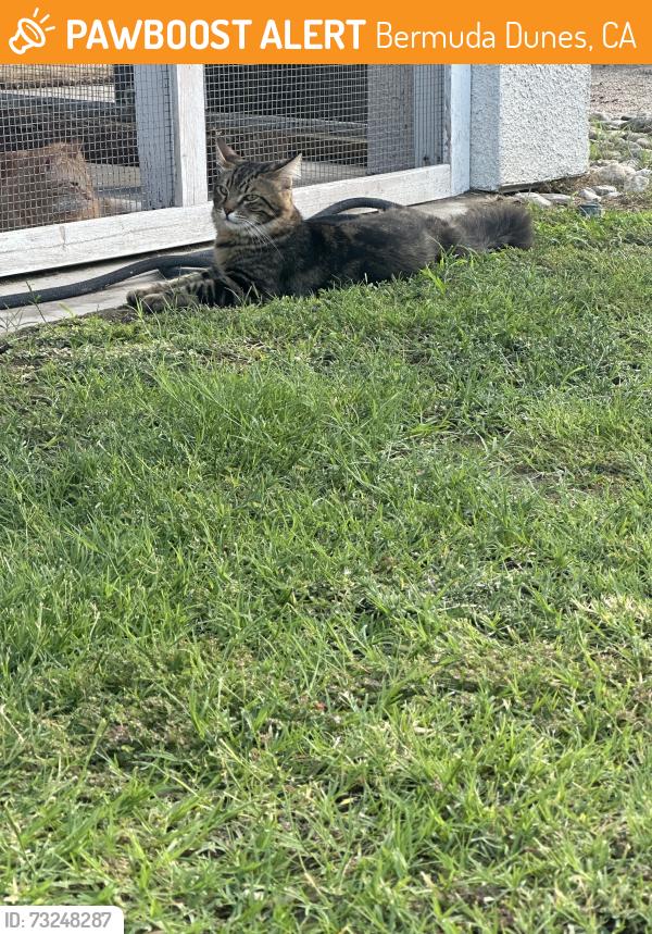 Found/Stray Unknown Cat last seen Bermuda dunes country club, Bermuda Dunes, CA 92203