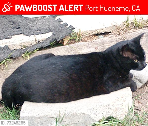 Lost Female Cat last seen Bard Road, Port Hueneme, CA 93041