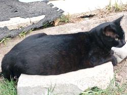 Lost Female Cat last seen Bard Road, Port Hueneme, CA 93041