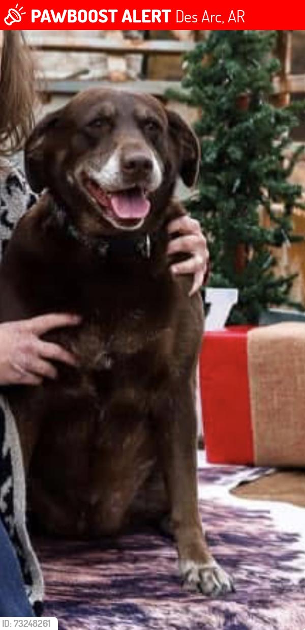 Lost Female Dog last seen Near Hwy 11N, Des Arc, AR 72040