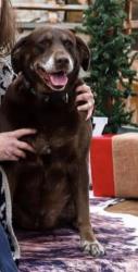 Lost Female Dog last seen Near Hwy 11N, Des Arc, AR 72040
