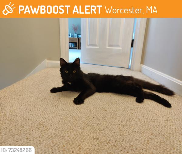 Found/Stray Male Cat last seen OakLeaf Circle/ Worcester 01603, Worcester, MA 01603