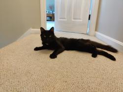 Found/Stray Male Cat last seen OakLeaf Circle/ Worcester 01603, Worcester, MA 01603