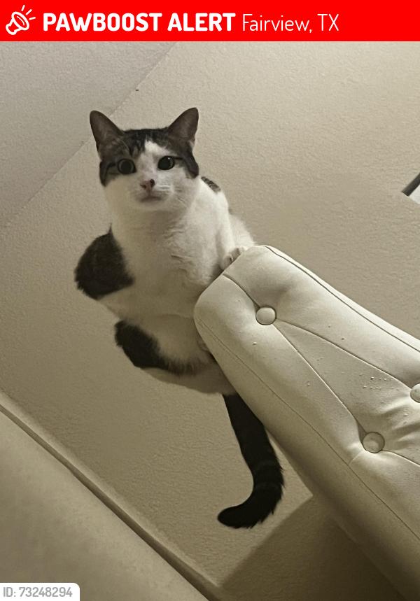 Lost Female Cat last seen Greenville & Fairlanding Fairview Mall, Fairview, TX 75069