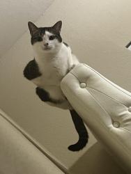 Lost Female Cat last seen Greenville & Fairlanding Fairview Mall, Fairview, TX 75069