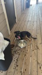 Found/Stray Male Dog last seen 89th and I 35, Moore, OK 73160