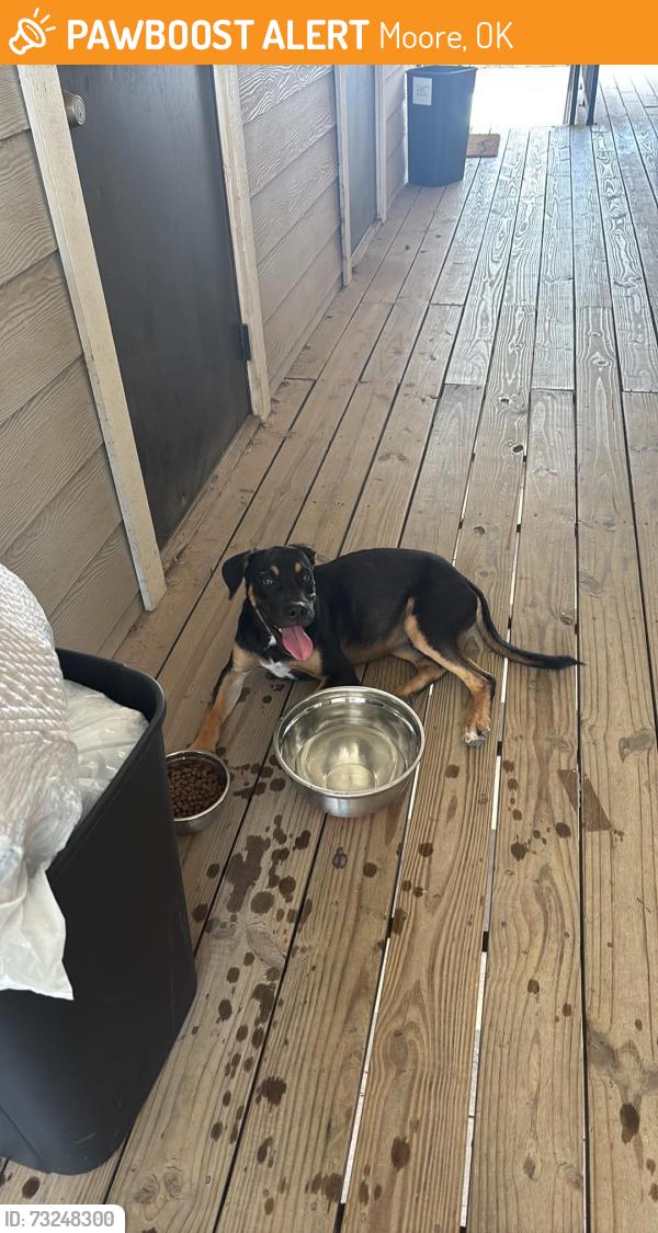 Found/Stray Male Dog last seen 89th and I 35, Moore, OK 73160