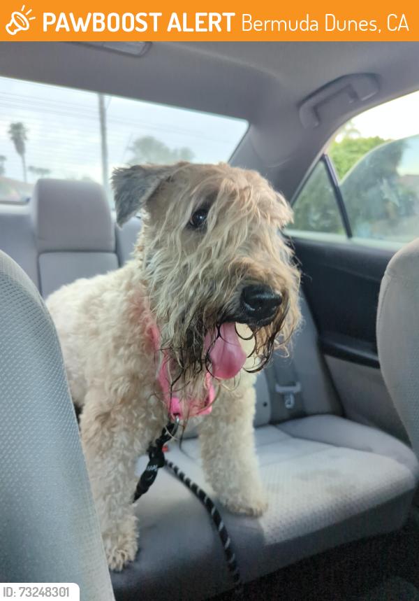 Found/Stray Female Dog last seen Near runaway Bay Dr, Bermuda Dunes, CA 92203