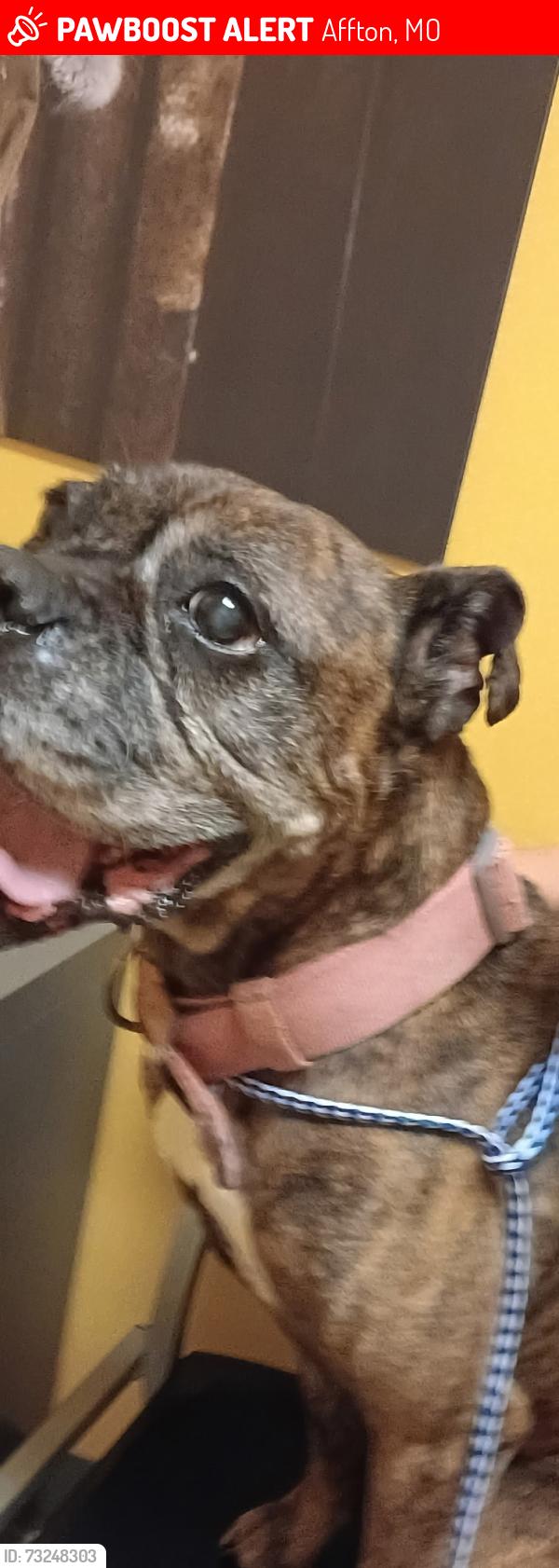 Lost Female Dog last seen Mckenzie Bonton, Affton, MO 63123
