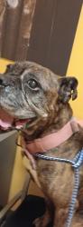 Lost Female Dog last seen Mckenzie Bonton, Affton, MO 63123