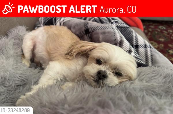 Lost Male Dog last seen Havana and 7th Av Aurora co, Aurora, CO 80010