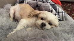 Lost Male Dog last seen Havana and 7th Av Aurora co, Aurora, CO 80010