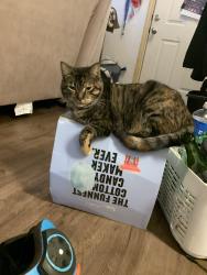 Lost Female Cat last seen 183rd and Old hwy 99, Grand Mound, WA 98579