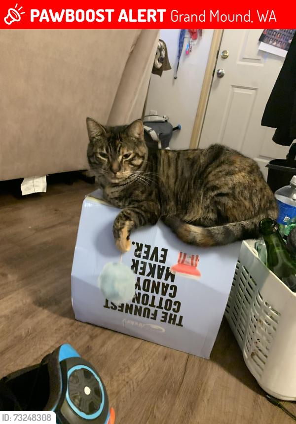 Lost Female Cat last seen 183rd and Old hwy 99, Grand Mound, WA 98579