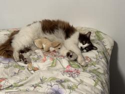 Reunited Female Cat last seen Crenshaw and 132nd, Hawthorne, CA 90250