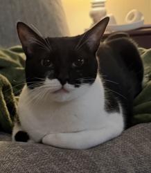 Reunited Female Cat last seen Ivie Lee & Hartt, Baytown, TX 77520