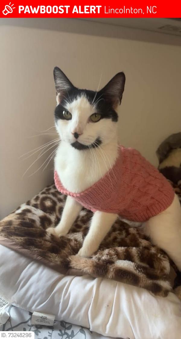 Lost Male Cat last seen Howard’s creek fire department, Lincolnton, NC 28092