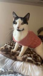 Lost Male Cat last seen Howard’s creek fire department, Lincolnton, NC 28092