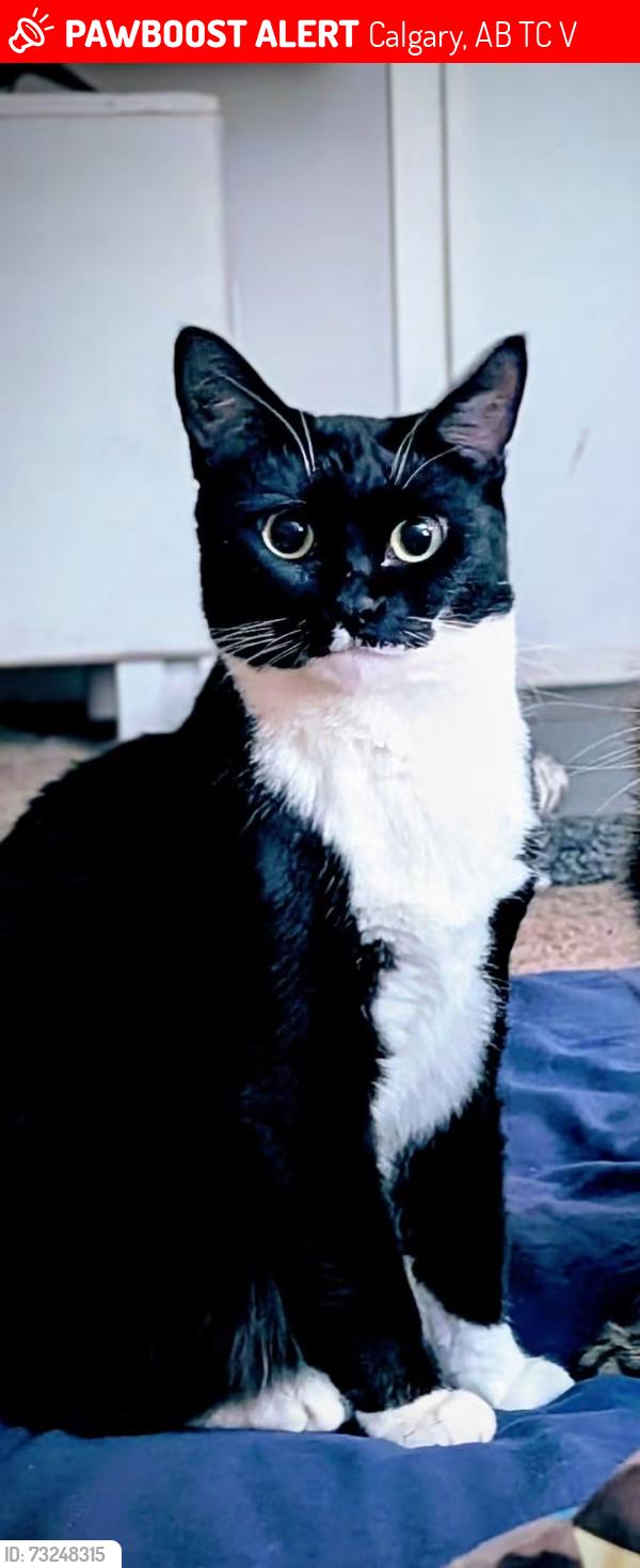 Lost Female Cat last seen Rosscarrock/17th Ave and 37th St SW, Calgary, AB T3C 1V7