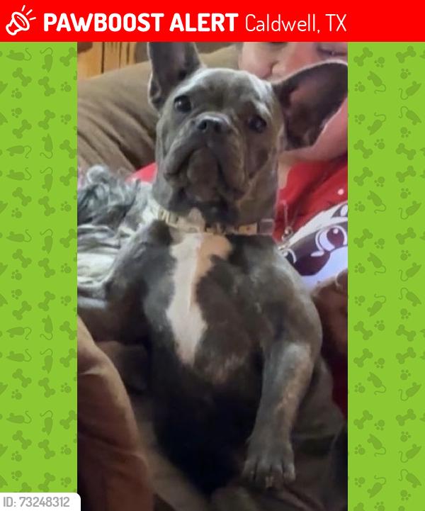 Lost Female Dog last seen Hwy 21 W Caldwell, Caldwell, TX 77836