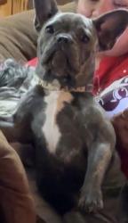 Lost Female Dog last seen Hwy 21 W Caldwell, Caldwell, TX 77836