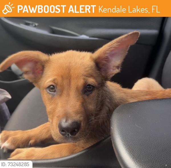 Found/Stray Male Dog last seen Near Street & 127 Avenue, Kendale Lakes, FL 33183
