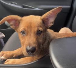 Found/Stray Male Dog last seen Near Street & 127 Avenue, Kendale Lakes, FL 33183