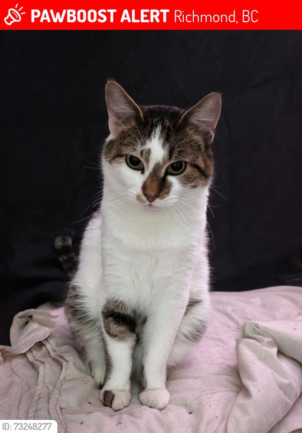 Lost Female Cat last seen Kingsley Crescent, Richmond, BC 