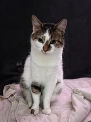 Lost Female Cat last seen Kingsley Crescent, Richmond, BC 
