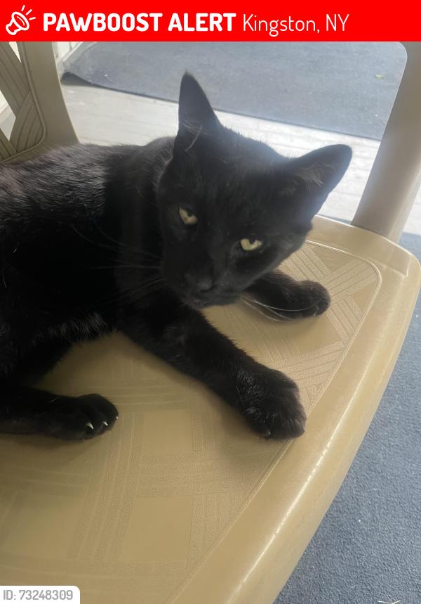 Lost Male Cat last seen Kingston. Ny west Chester street, Kingston, NY 12401