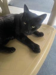 Lost Male Cat last seen Kingston. Ny west Chester street, Kingston, NY 12401