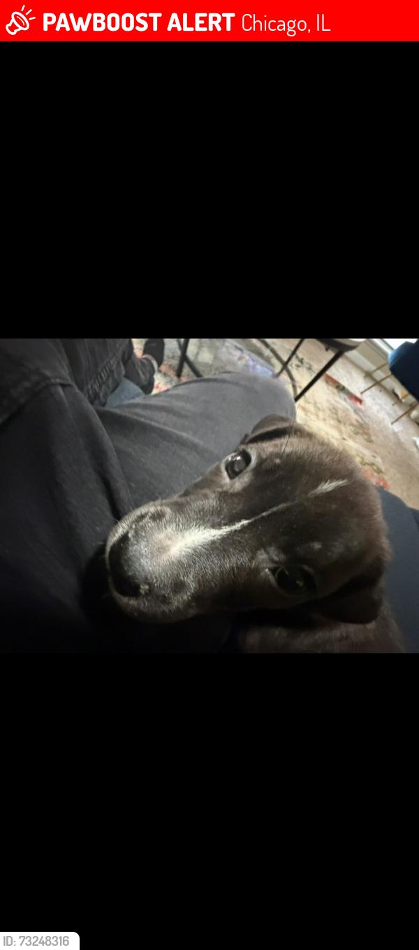 Lost Male Dog last seen Near 18th pl, Chicago, IL 60602