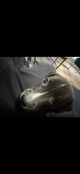 Lost Male Dog last seen Near 18th pl, Chicago, IL 60602
