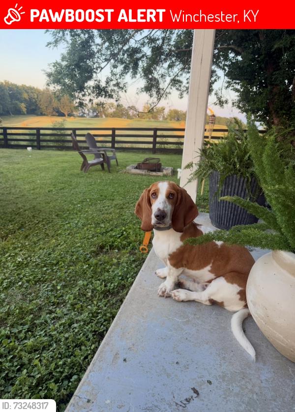 Lost Female Dog last seen Near Schollsville Road, Winchester, KY, Winchester, KY 40391