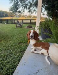 Lost Female Dog last seen Near Schollsville Road, Winchester, KY, Winchester, KY 40391