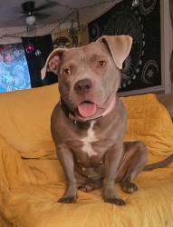Lost Female Dog last seen Holland Rd, Simpsonville, SC 29681
